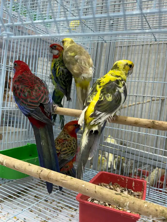 كريمسون روزيلا 7