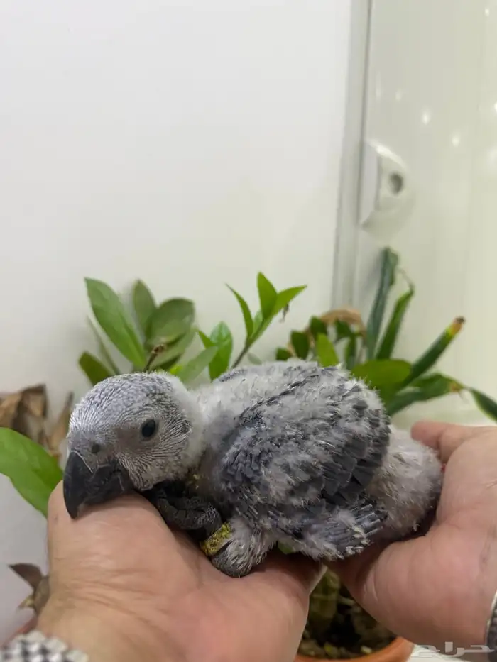 فرخ كاسكو بعمر 40 يوم تقريبا انتاج محلي 0