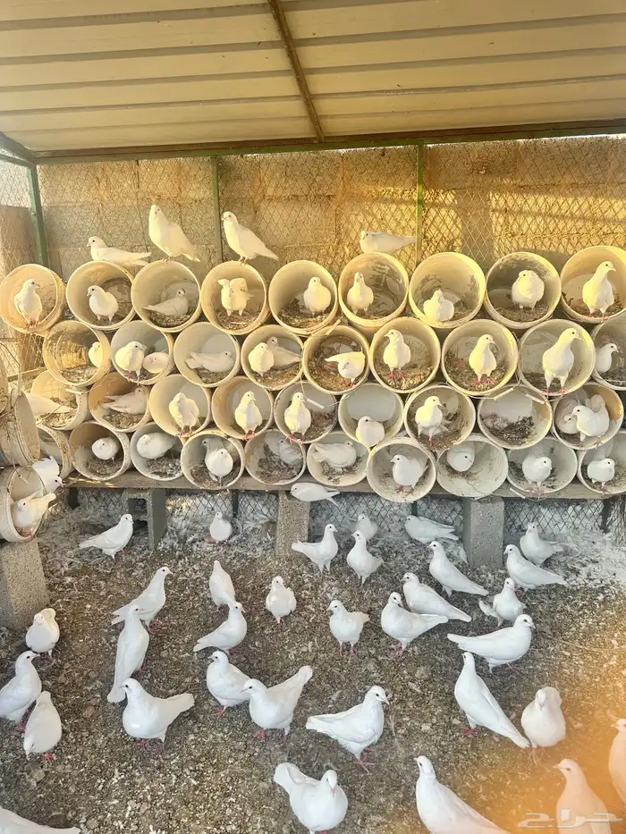 حمام فرنسي للبيع 1