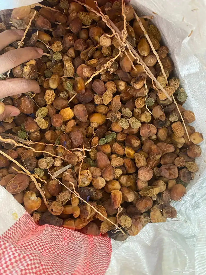 علف تمور تمر علف 2