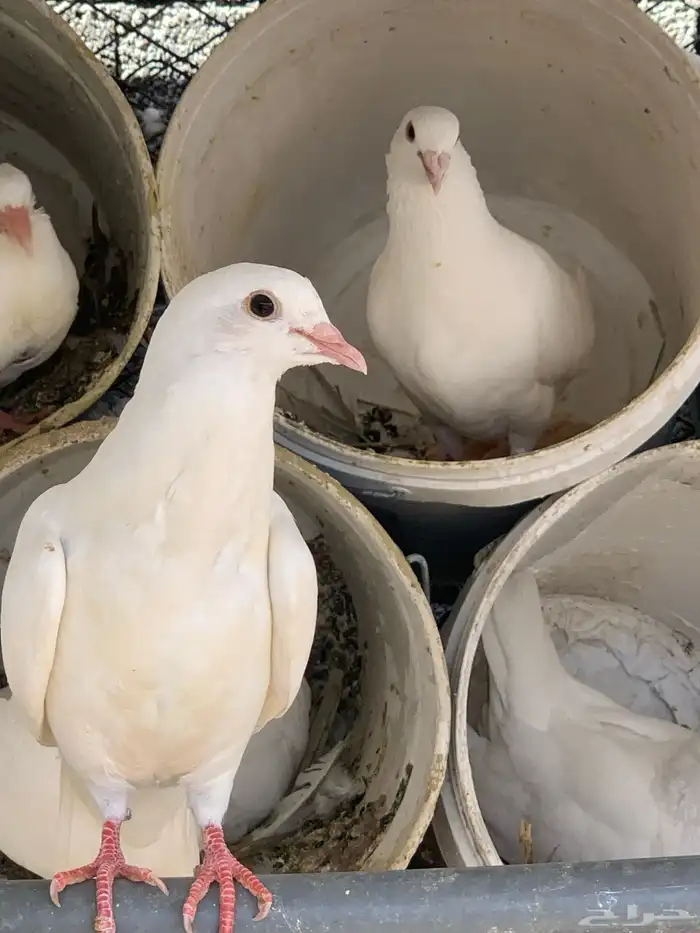 حمام فرنسي - زغاليل 0