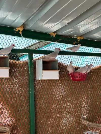 حمام الماسي index