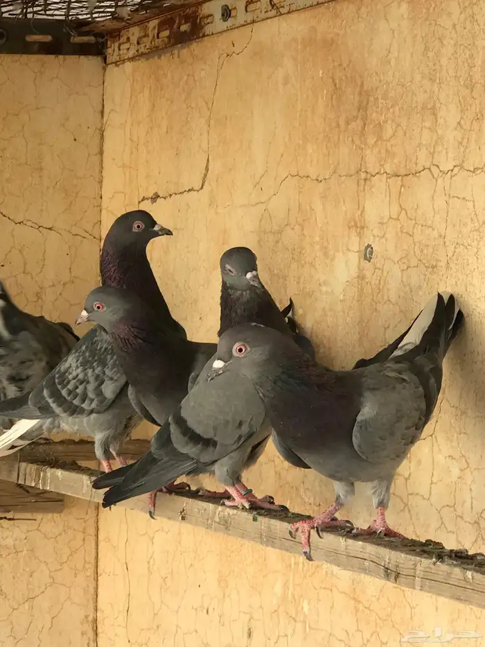 حمام قطيفي   قلابي 23