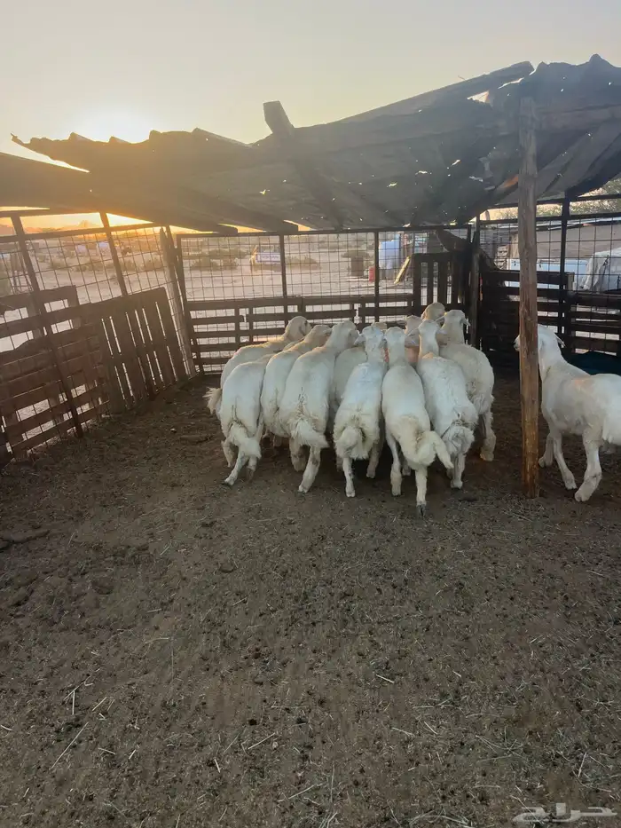 طليان حريه مع الذبح وتوصيل207تقيم إيجابي ولله الحمد 16