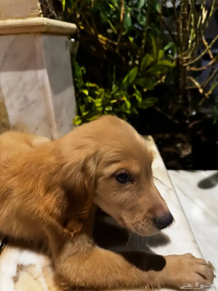 pure golden retriever 19