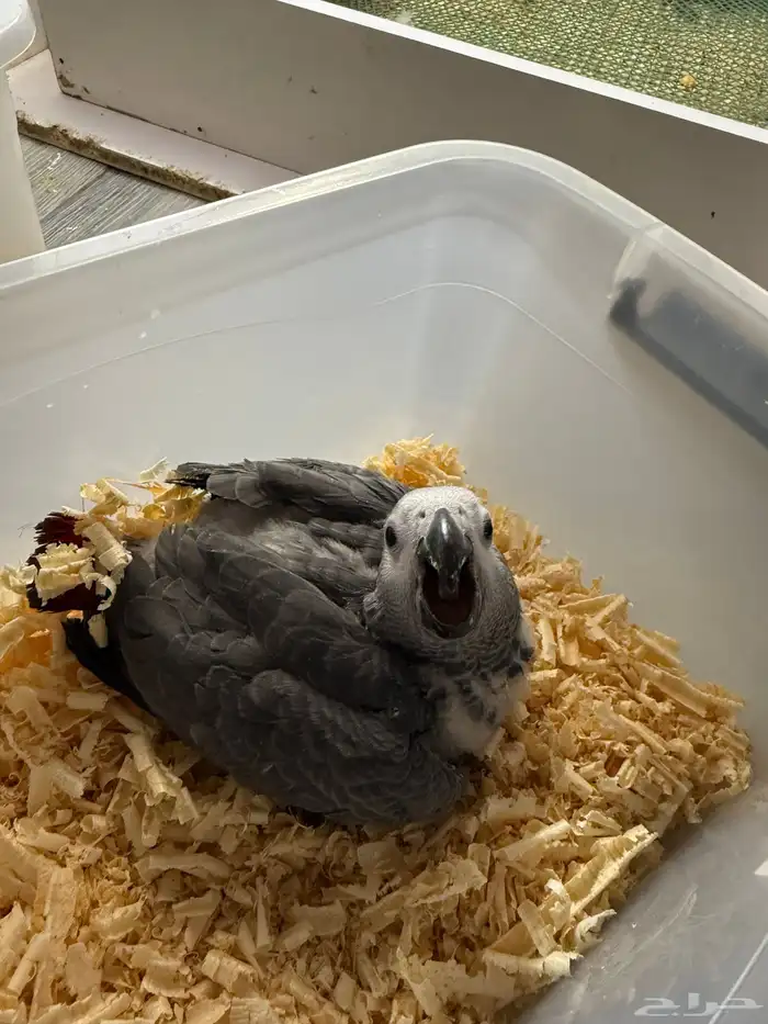 فروخ كاسكو وفرخ اكلكتس 1