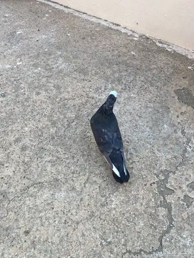 عشه حمام للبيع index