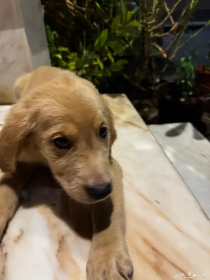 pure golden retriever 12