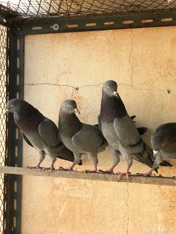 حمام قطيفي   قلابي 16