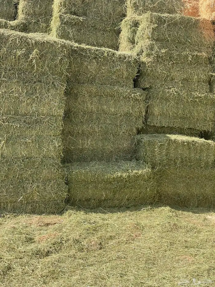 برسيم صافي شد من 85-90 1