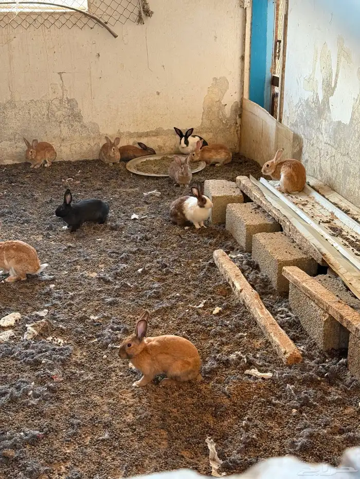 أرنب بلديه للبيع حولي 40 حبه تزود ولا تنقص 0