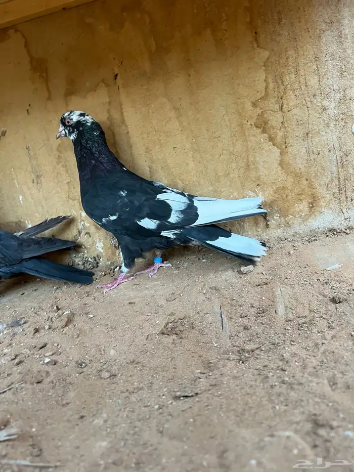 حمام قطيفي 4