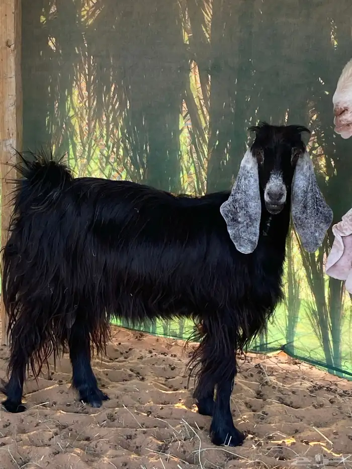 معزاء للبيع 1