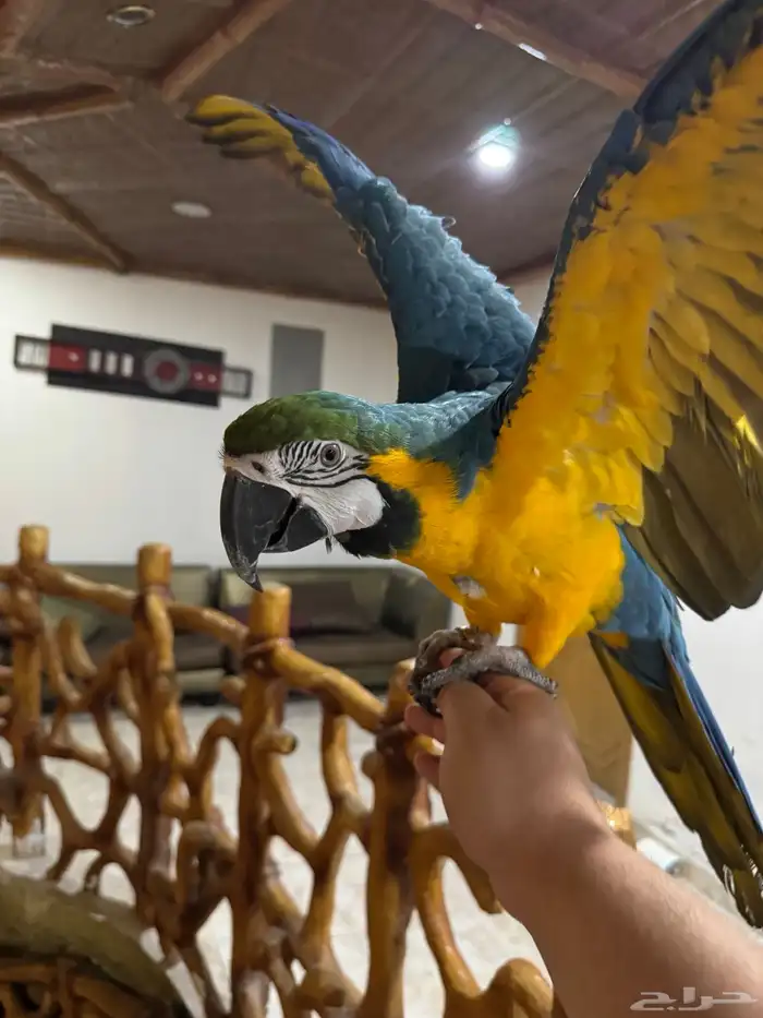 ببغاء مكاو بلو اند قولد طير 1