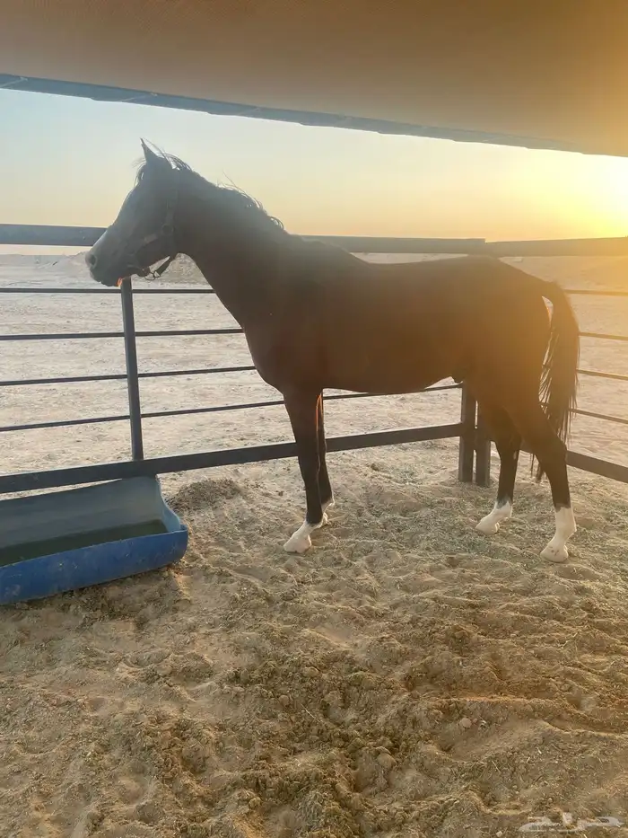 حصان شعبي العمر سنتين وشوي 1