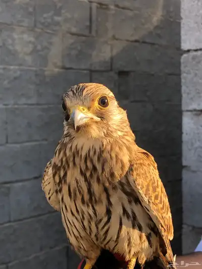 شبوط باشق index