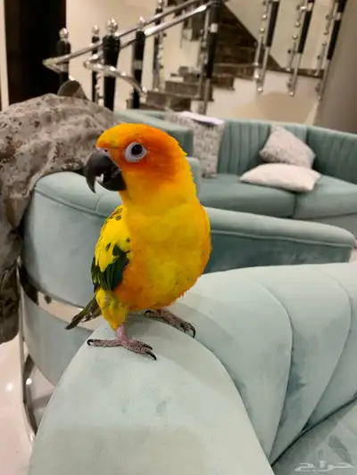 صن كنيور index