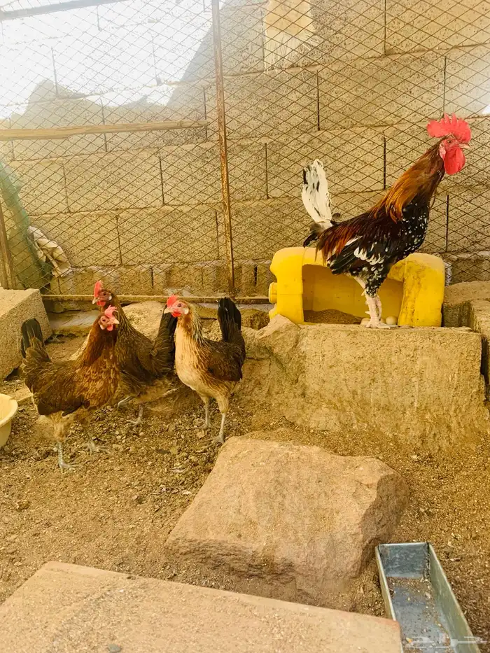 ديك و3 دجاج عربي 9