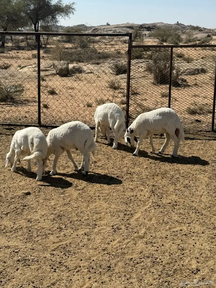 4خرفان للبيع 0