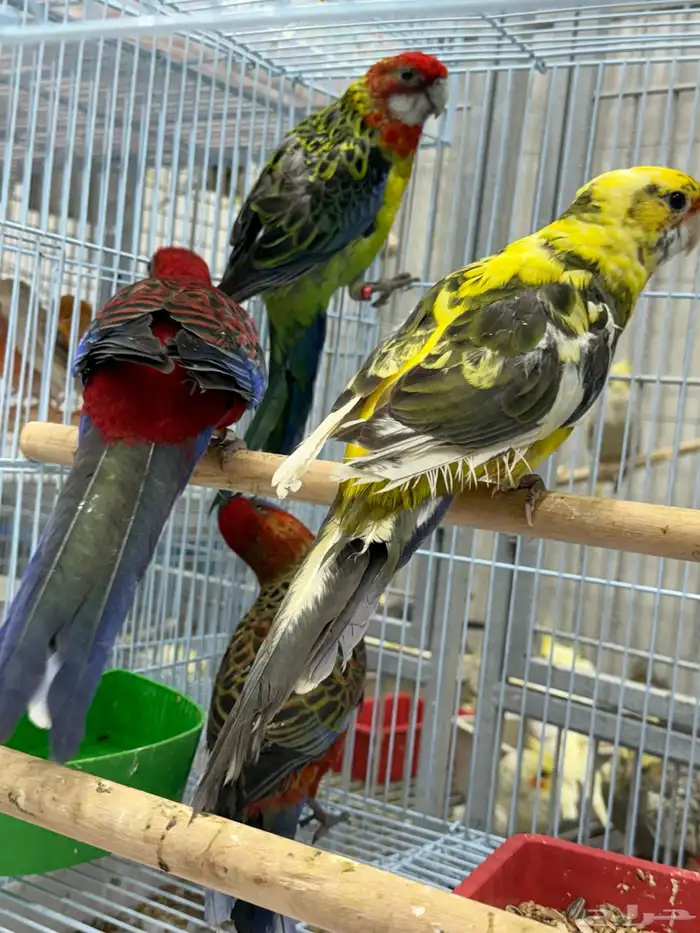 كريمسون روزيلا 6