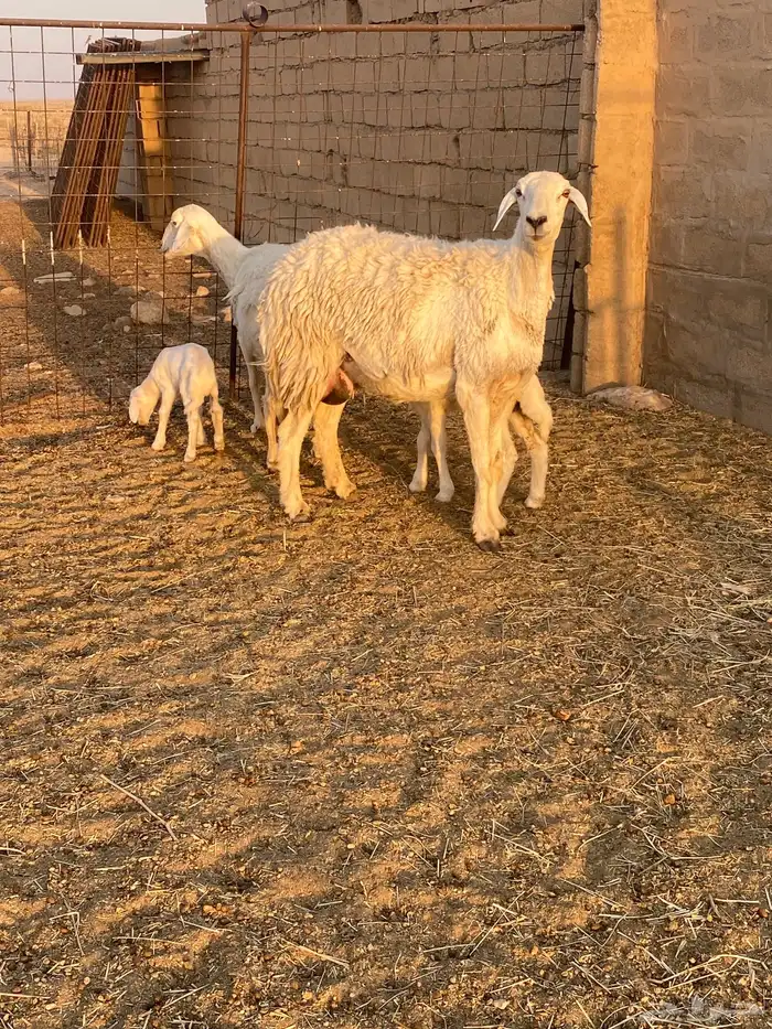 للبيع غنم ولد 1