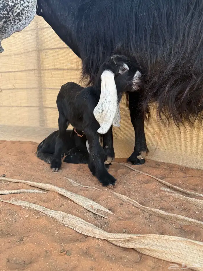 عنز عارضيه طيبه حاصب 6