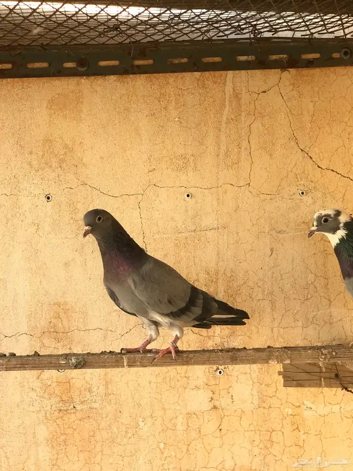 حمام قطيفي   قلابي 0