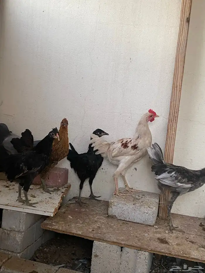 دجاج وديك للبيع 1