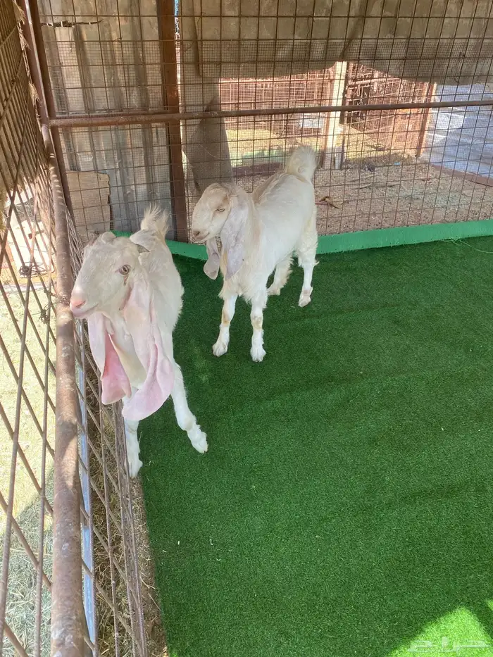 جفرات مشاريك صنف 0