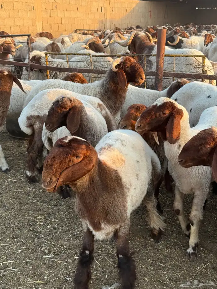 جذعات نعيم 5