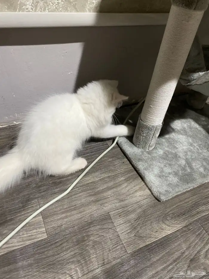 قط شيرازي العمر 2 شهر 3