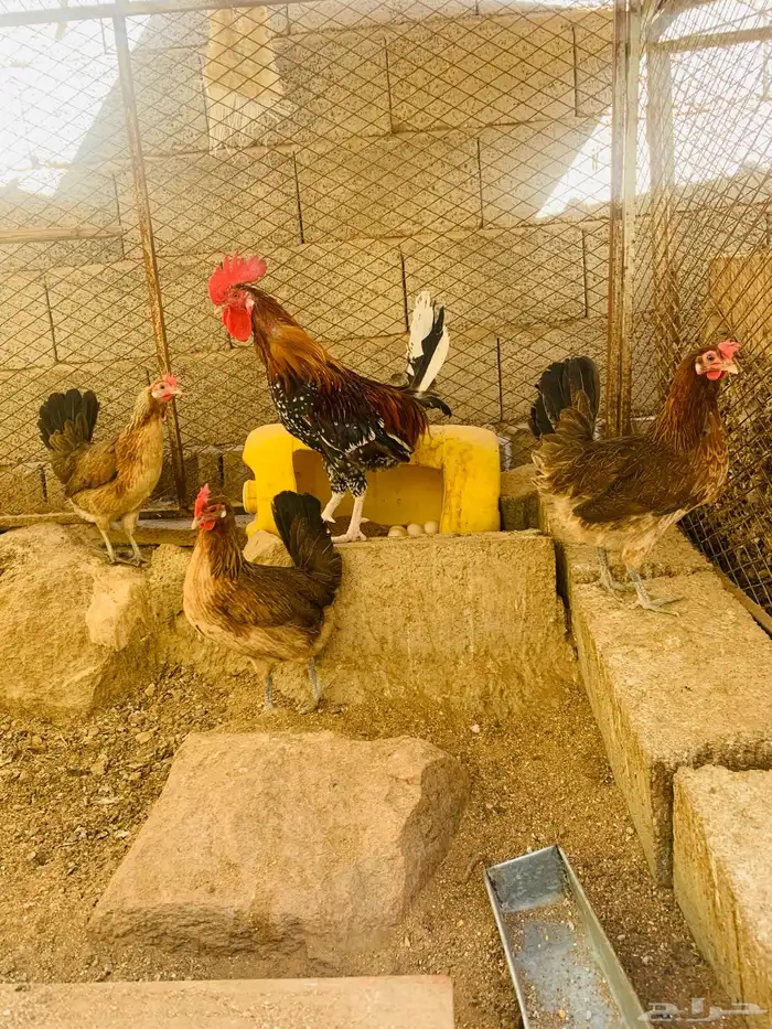 ديك و3 دجاج عربي 5