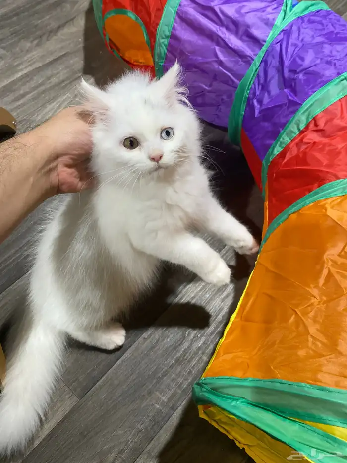 قط شيرازي العمر 2 شهر 0