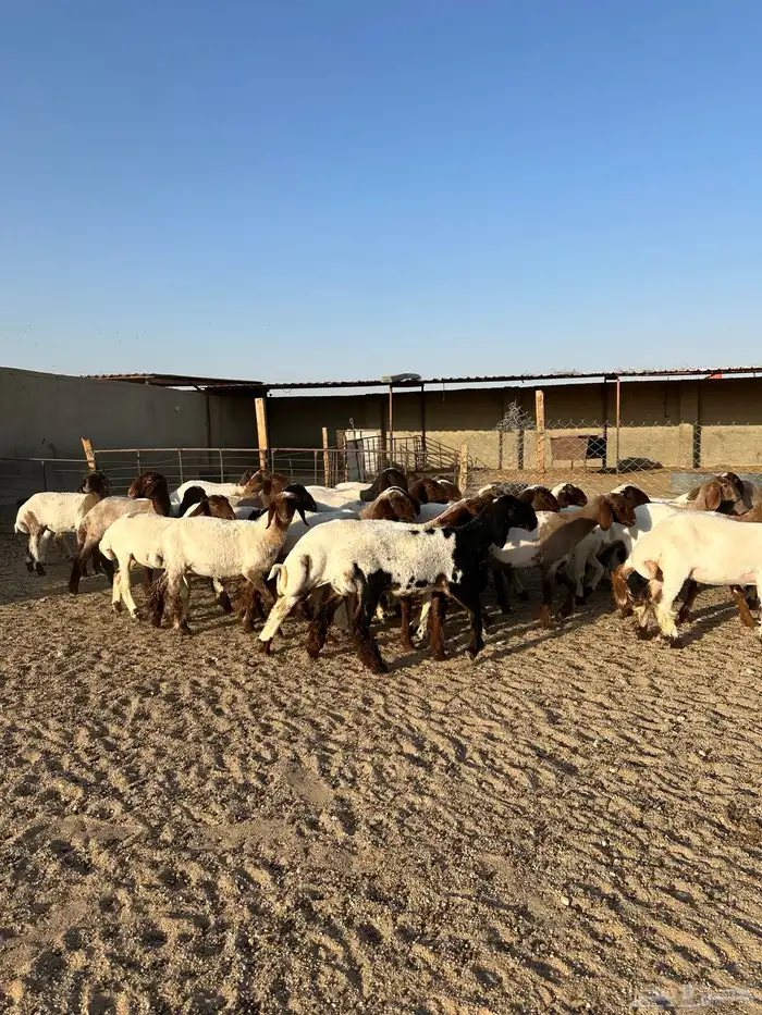 جذعات انعيم طيبه اللبييع 4