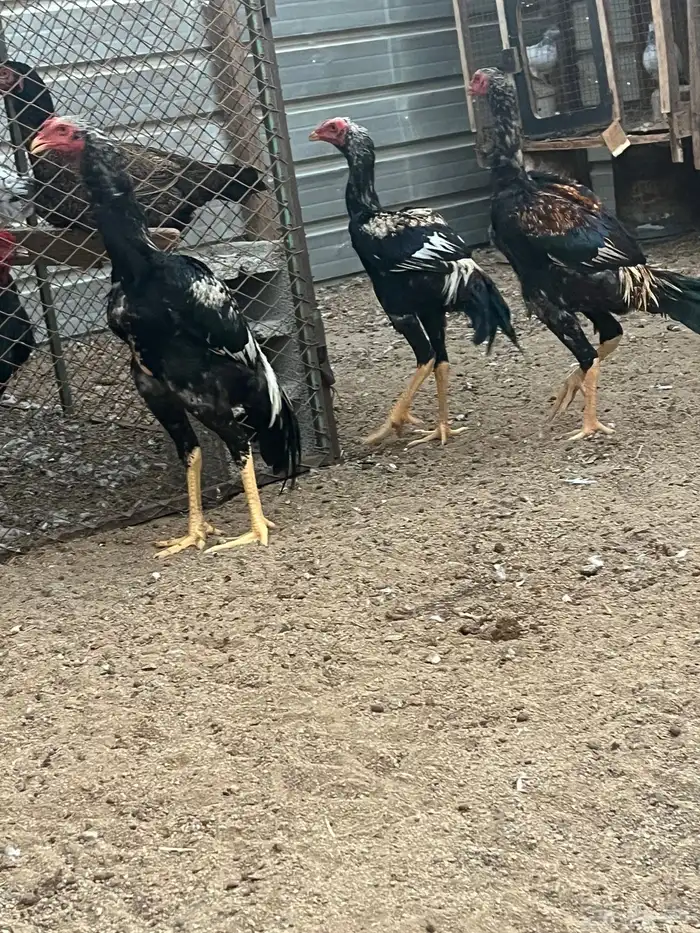 السلام عليكم 0