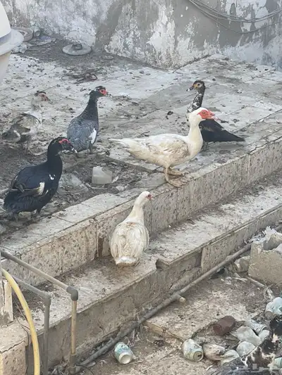 للبيع بط index