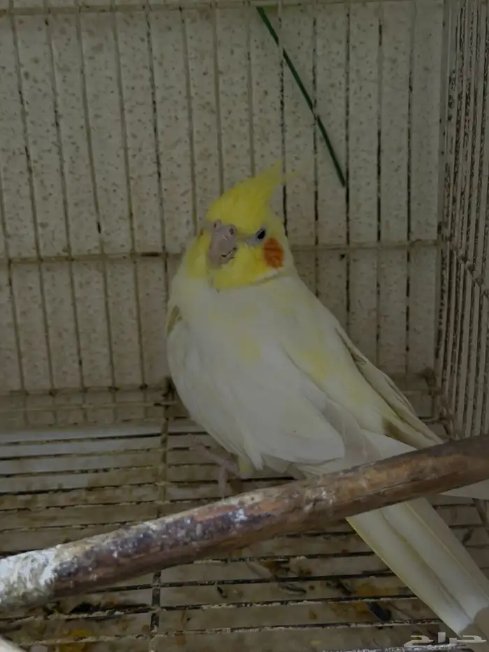 ازواج كروان للبيع 5