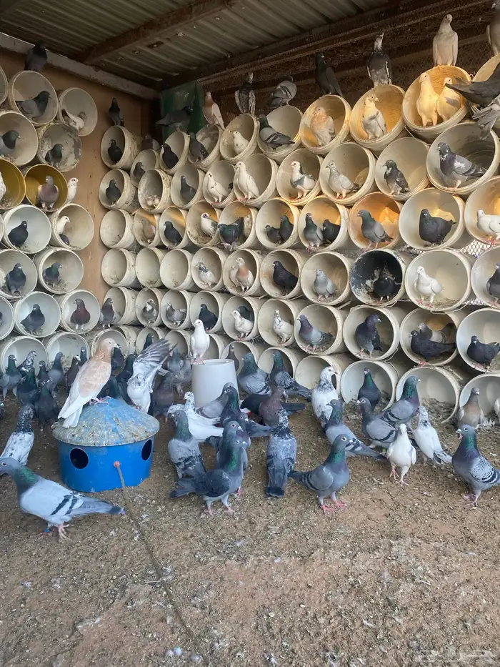 حمام زاجل العداد 110 جوز يزود ينقص مادري 1