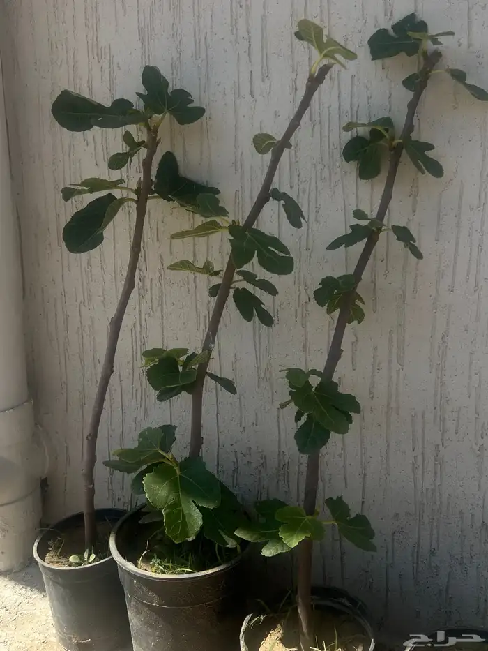 تين (حماط) ايطالي 258 صنف ممتاز من التين الأسود 0