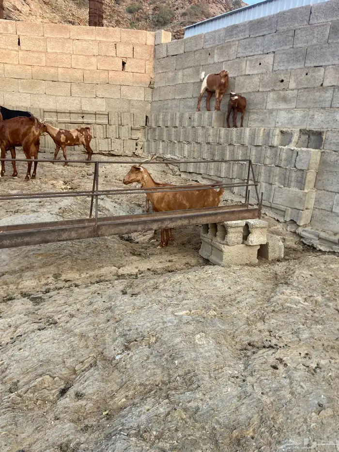 غنم دهم باقي التفاصيل على الرقم 0