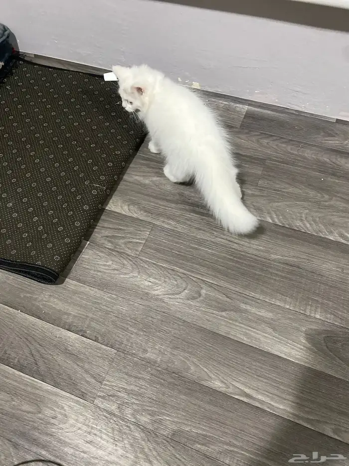 قط شيرازي العمر 2 شهر 1