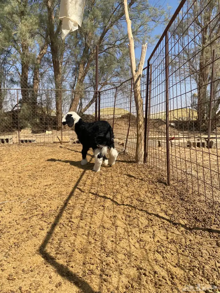 رخال للبيع 1