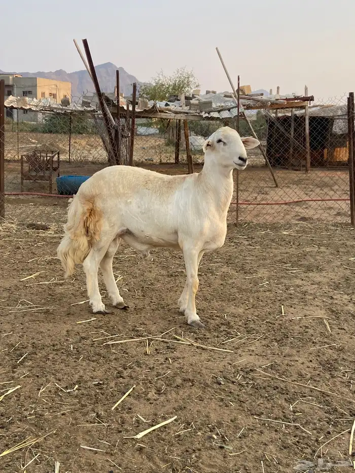 فحل حري جذع العمر تقريب ا حدود 6 شهور ال 7 5