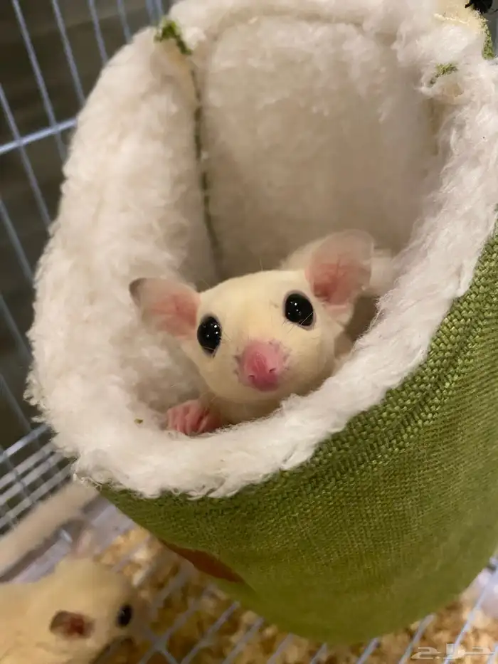 سنجاب طاير (شوقر قلايدر ) 1