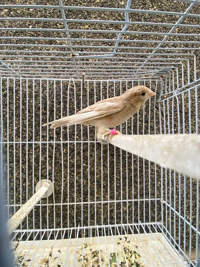 كناري.ذكر توب مغرد 0