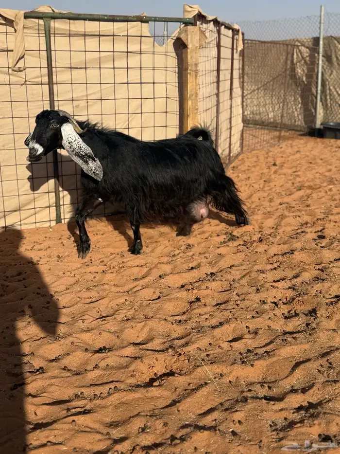 عنز عارضيه طيبه حاصب 2