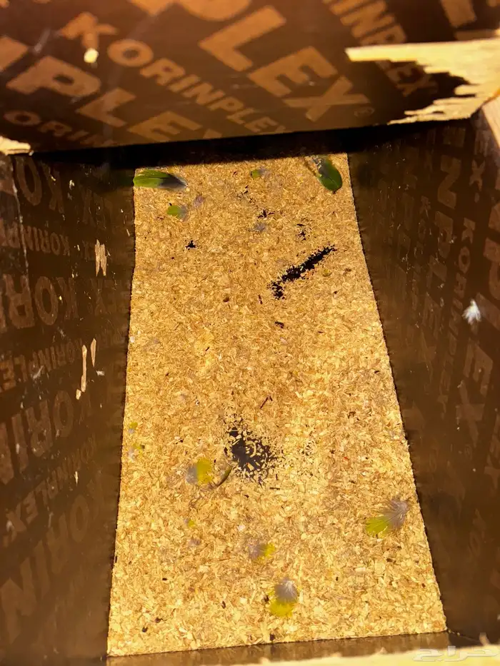 بغبغاء امزوني جوز للبيع 4