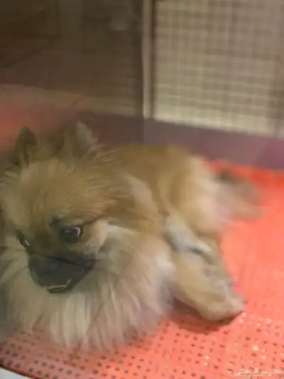 كلب بومرينيان للبيع index