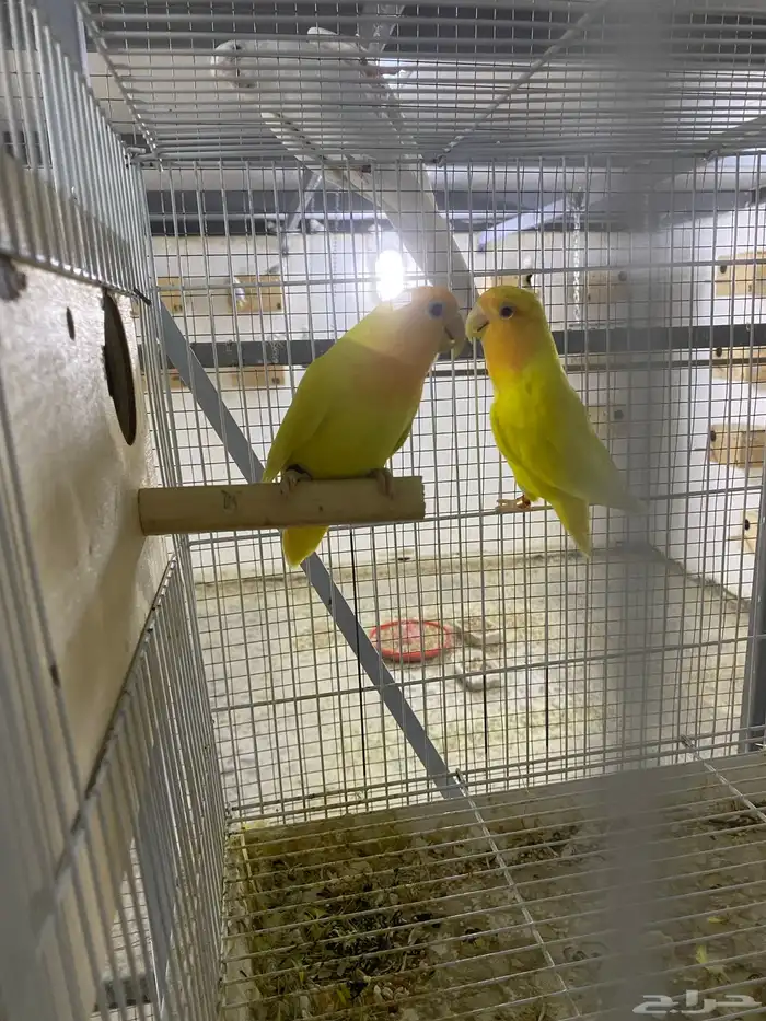 جوزين روز أورنج 0