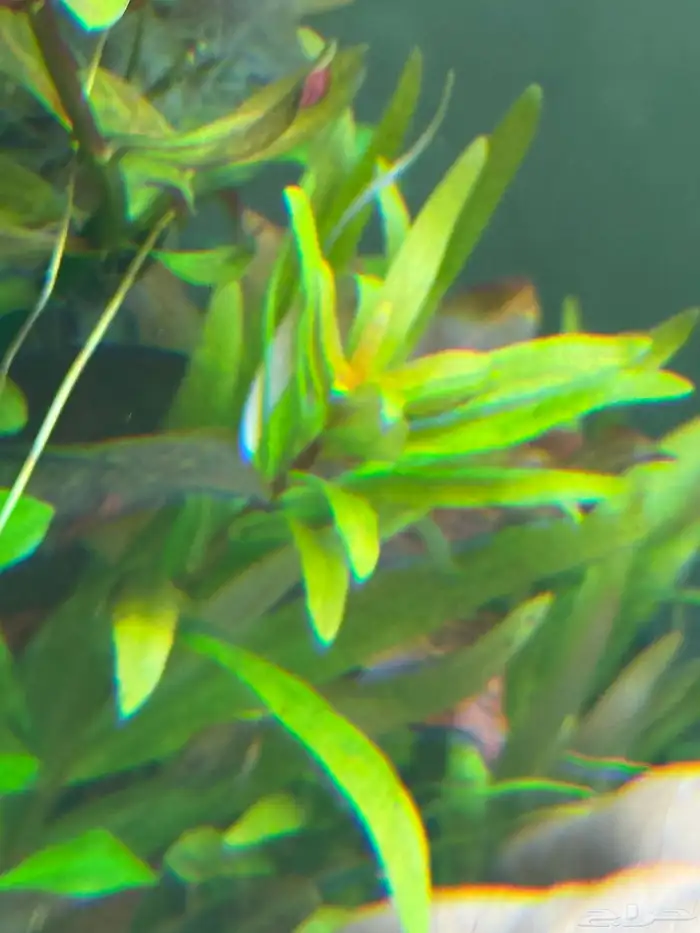 احواض سمك aquarium مزروعة  ونباتات مائية   تصاميم إحترافية 37